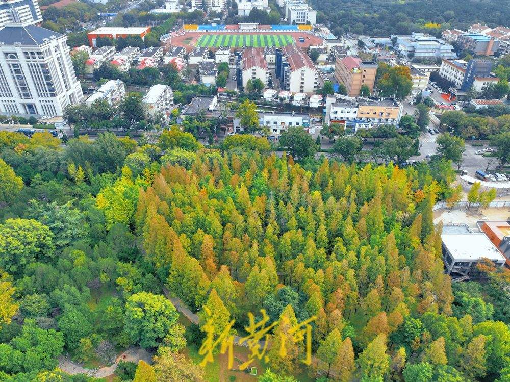 泉城公园深秋水杉美如画,层林尽染醉游人