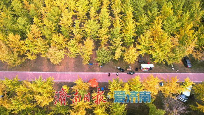 一年四季 泉在济南丨济南黄河千亩银杏林渐披“金甲”