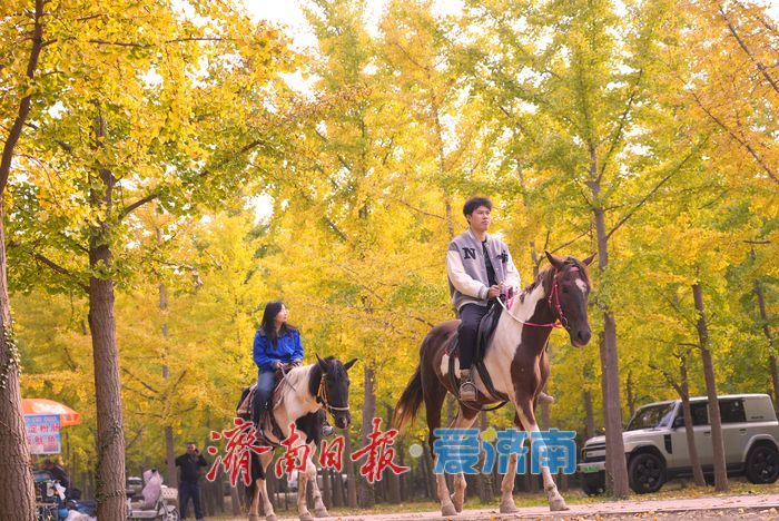 一年四季 泉在济南丨济南黄河千亩银杏林渐披“金甲”