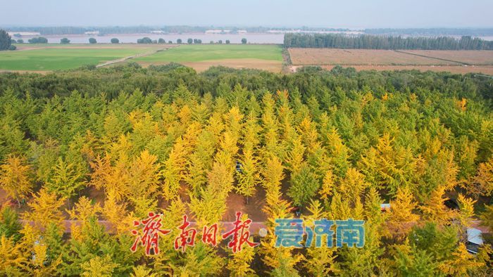 一年四季 泉在济南丨济南黄河千亩银杏林渐披“金甲”