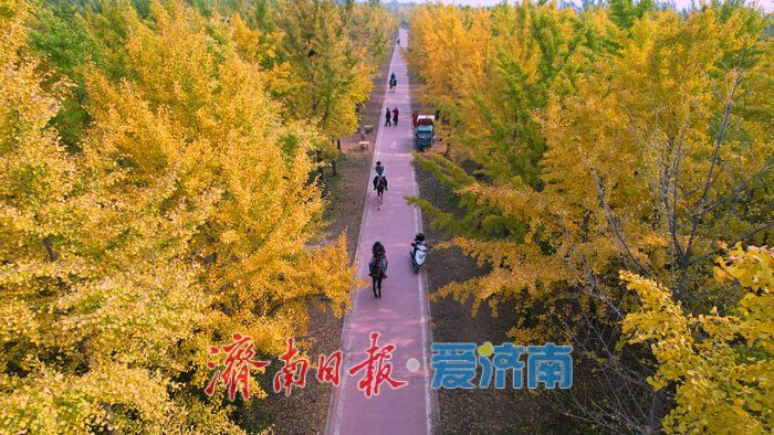 一年四季 泉在济南丨济南黄河千亩银杏林渐披“金甲”