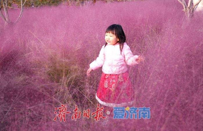 一年四季 泉在济南丨济南黄河北岸粉黛绽放 生态廊道现“粉色海洋”