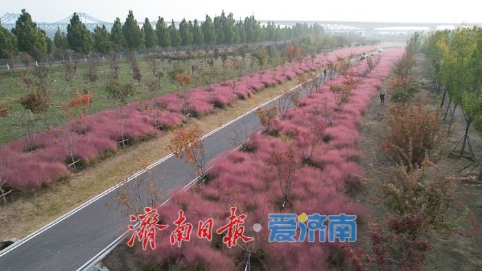 一年四季 泉在济南丨济南黄河北岸粉黛绽放 生态廊道现“粉色海洋”