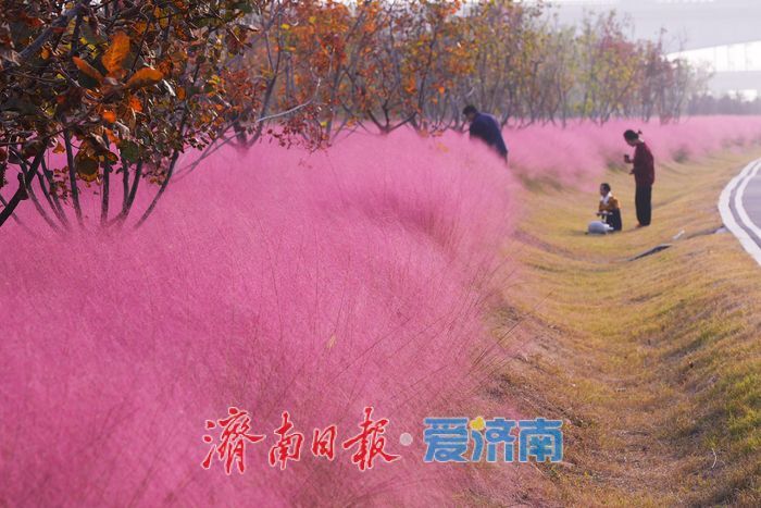 一年四季 泉在济南丨济南黄河北岸粉黛绽放 生态廊道现“粉色海洋”