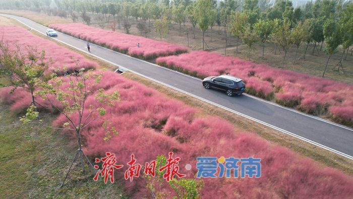 一年四季 泉在济南丨济南黄河北岸粉黛绽放 生态廊道现“粉色海洋”