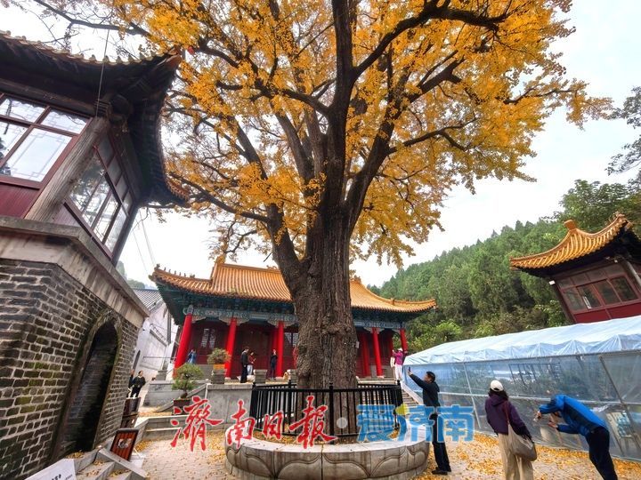 一年四季 泉在济南丨千年银杏披金甲,淌豆寺里醉深秋