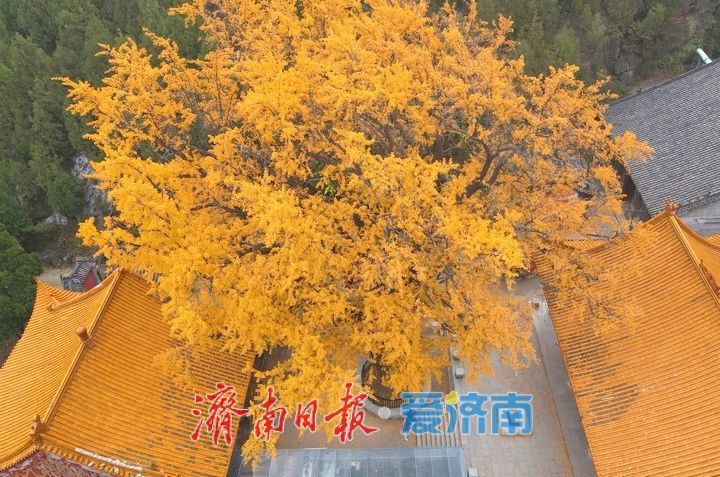 一年四季 泉在济南丨千年银杏披金甲,淌豆寺里醉深秋