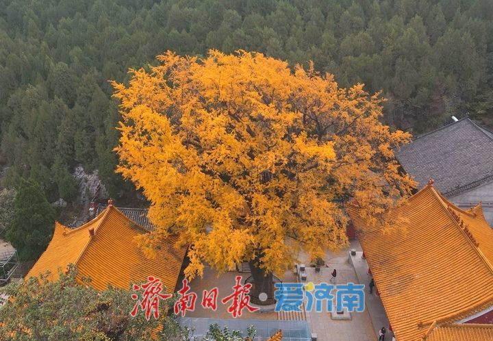 一年四季 泉在济南丨千年银杏披金甲,淌豆寺里醉深秋