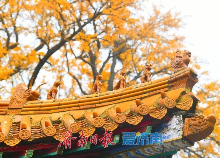 一年四季 泉在济南丨千年银杏披金甲，淌豆寺里醉深秋