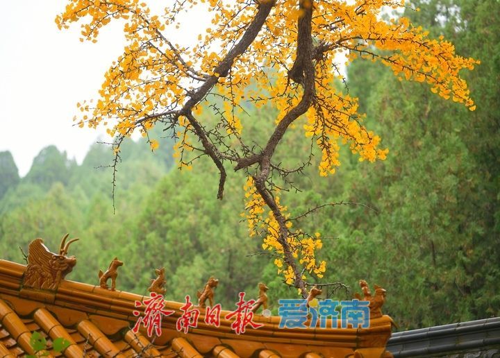 一年四季 泉在济南丨千年银杏披金甲,淌豆寺里醉深秋