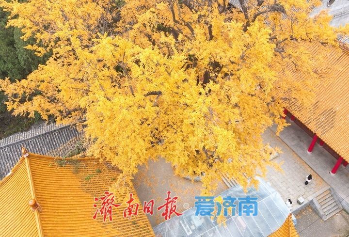 一年四季 泉在济南丨千年银杏披金甲,淌豆寺里醉深秋
