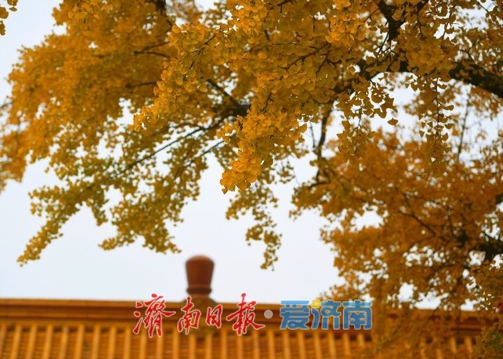 一年四季 泉在济南丨千年银杏披金甲，淌豆寺里醉深秋