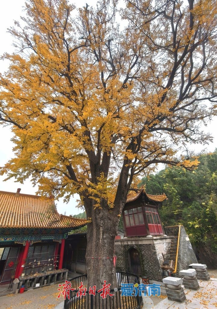 一年四季 泉在济南丨千年银杏披金甲，淌豆寺里醉深秋