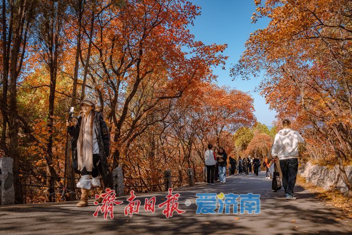 一年四季 泉在济南丨济南红叶谷:满山红遍燃秋意,层林尽染醉游人
