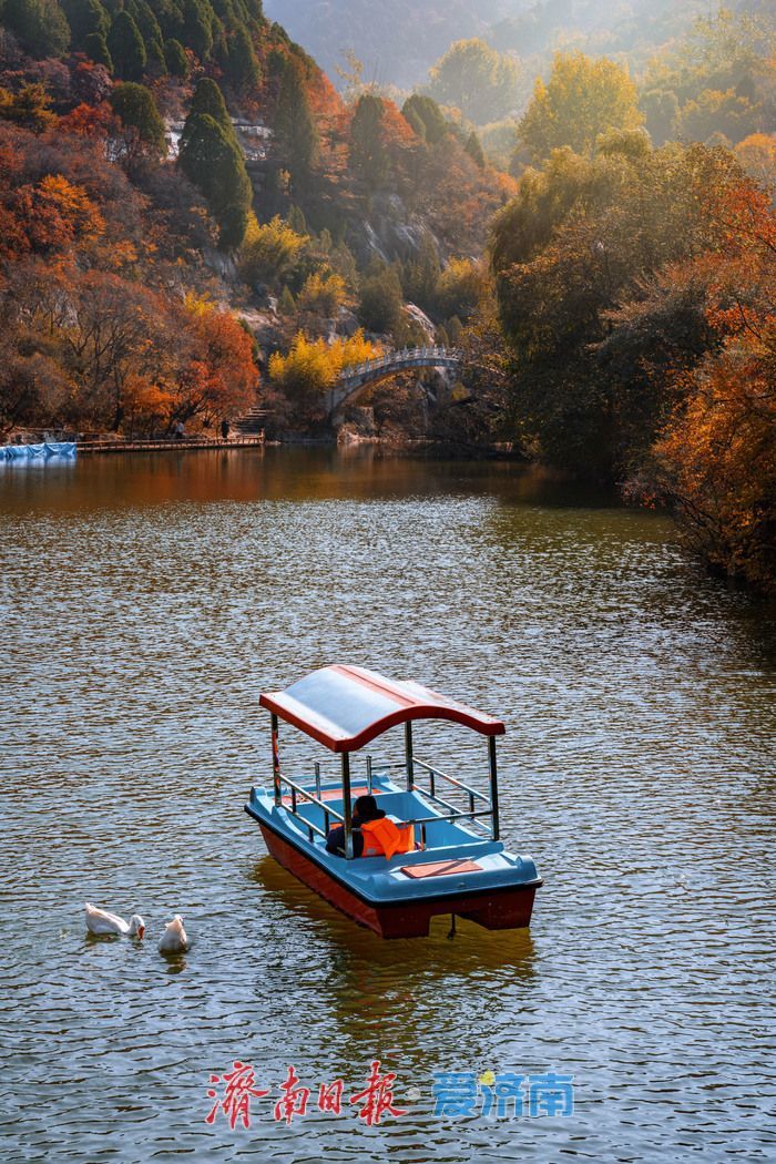 一年四季 泉在济南丨济南红叶谷:满山红遍燃秋意,层林尽染醉游人