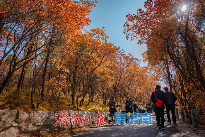 一年四季 泉在济南丨济南红叶谷:满山红遍燃秋意,层林尽染醉游人