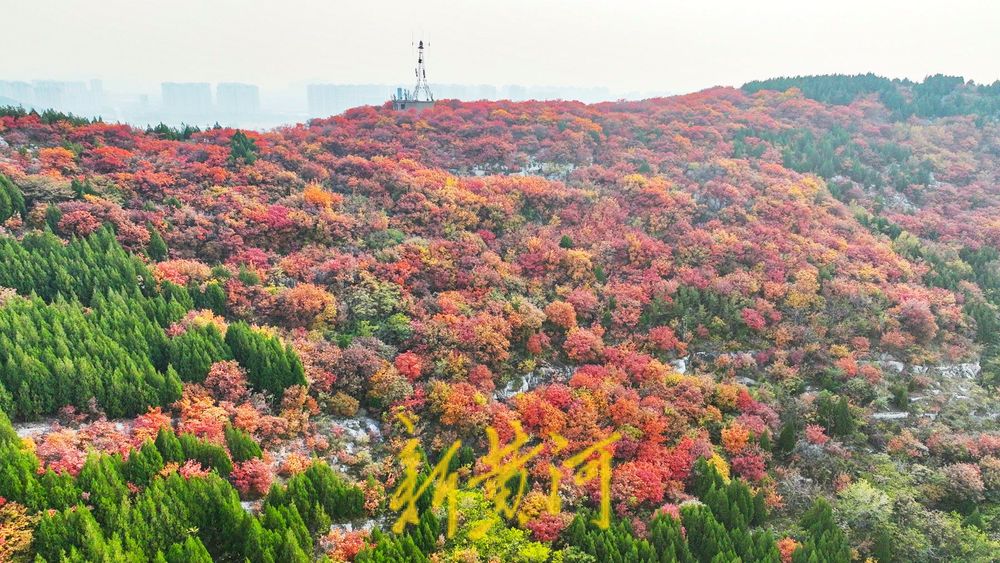 深秋时节,济南西部城区红叶漫山