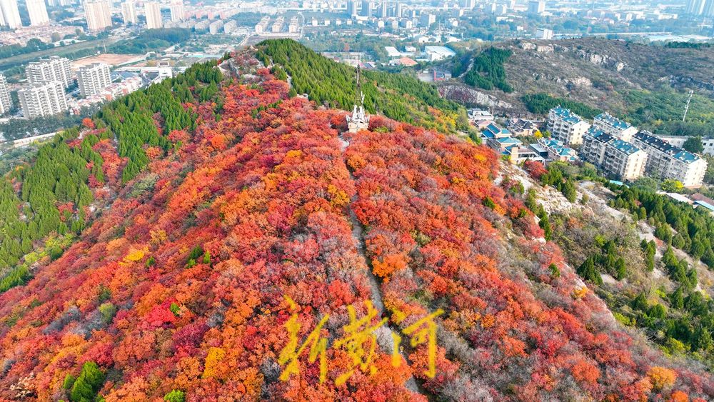 深秋时节,济南西部城区红叶漫山