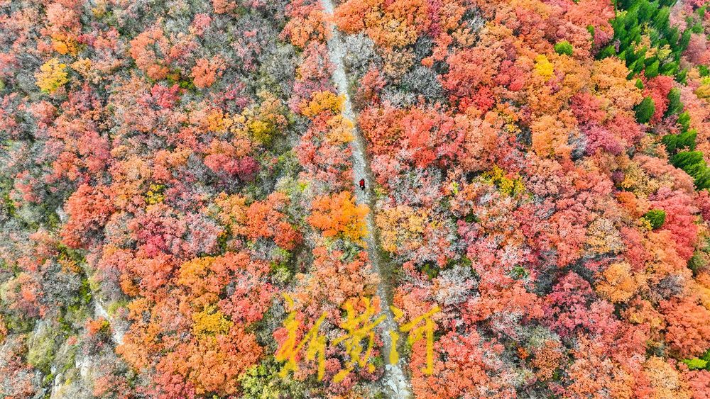 深秋时节，济南西部城区红叶漫山