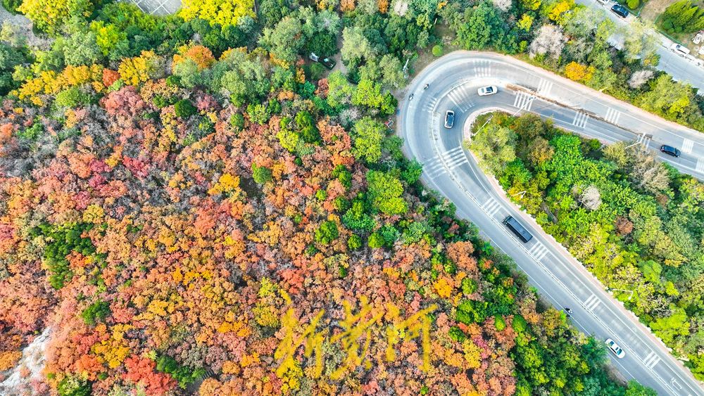深秋时节,济南西部城区红叶漫山