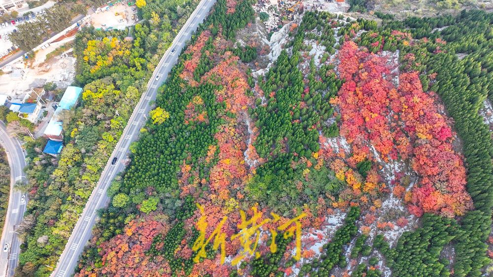 深秋时节,济南西部城区红叶漫山