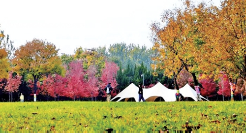 红黄交织美如画 济南赏秋正当时