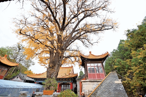 红黄交织美如画 济南赏秋正当时