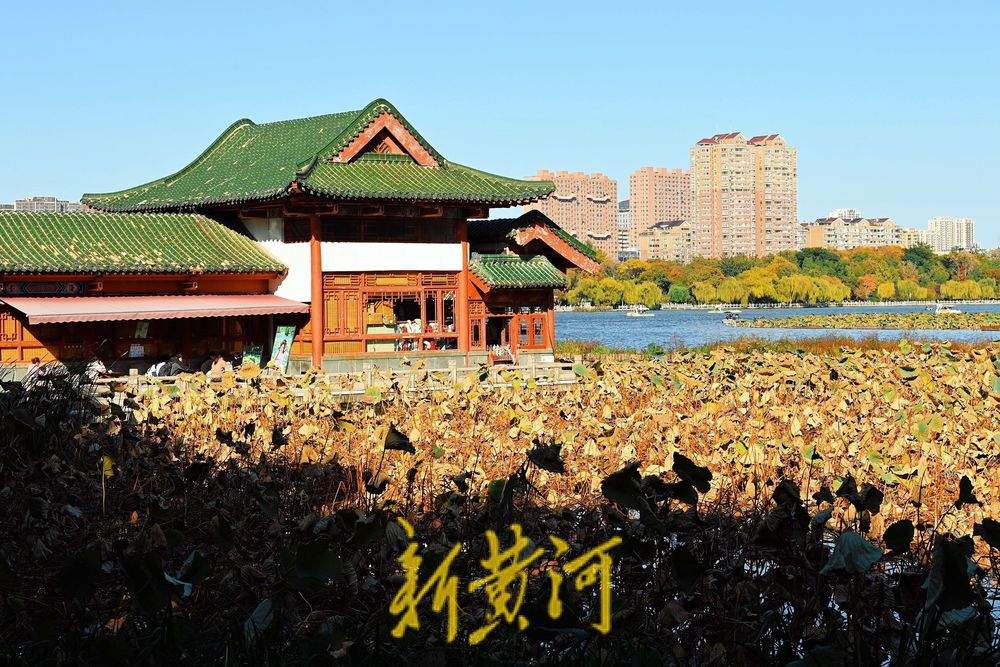 大明湖畔一池残荷映秋色