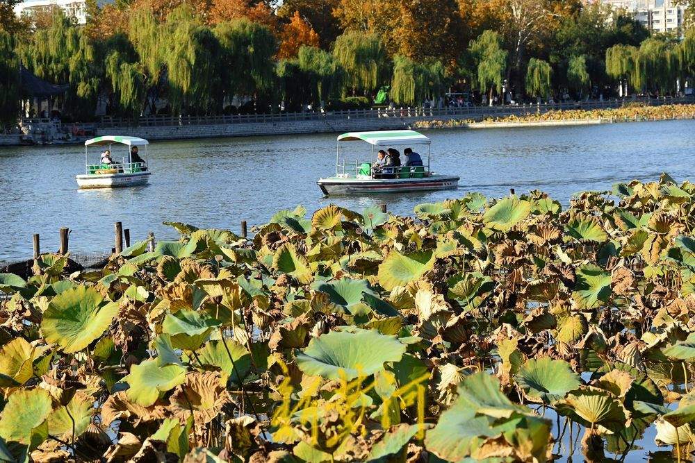大明湖畔一池残荷映秋色