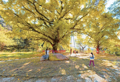 千年银杏树披上黄金甲