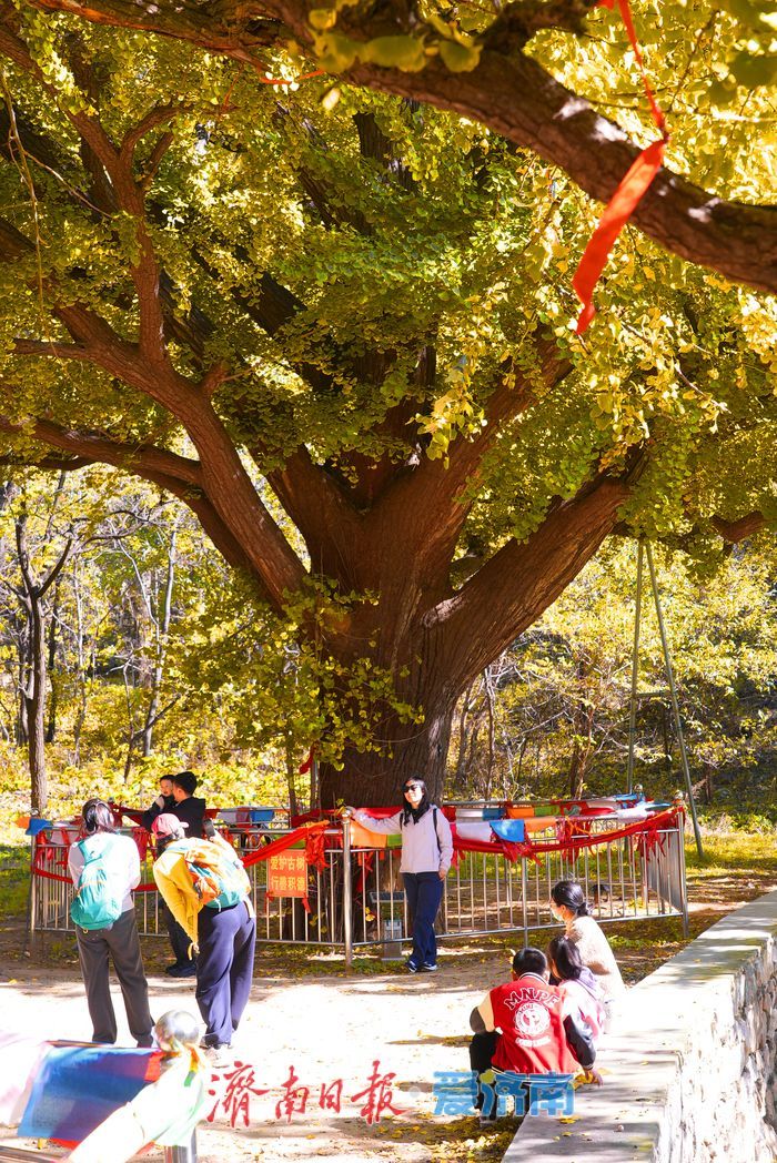 千年银杏树披上黄金甲