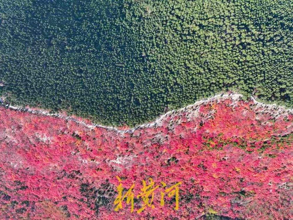 半山苍翠半山红!济南“鸳鸯火锅”惊艳上线