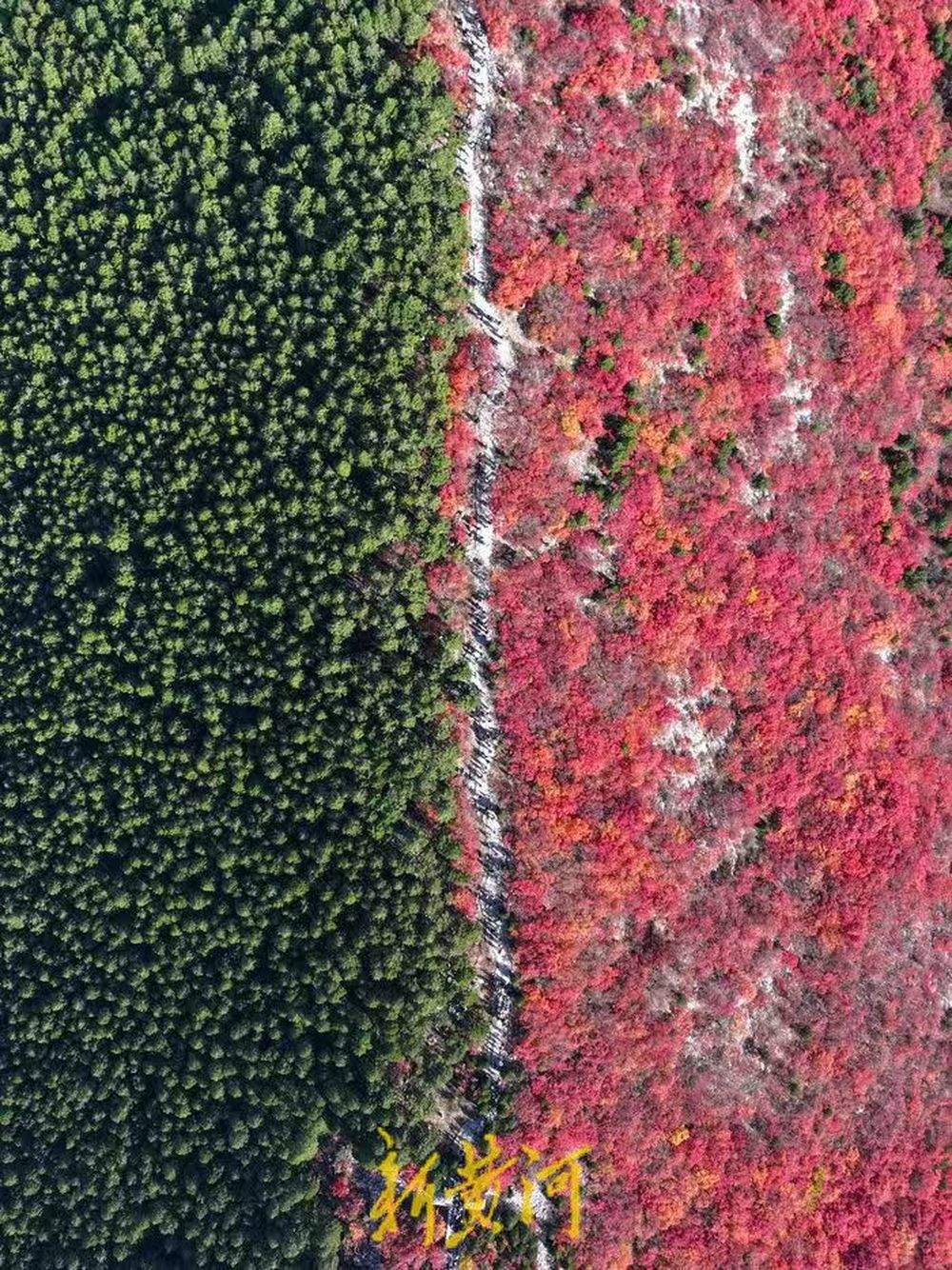 半山苍翠半山红!济南“鸳鸯火锅”惊艳上线