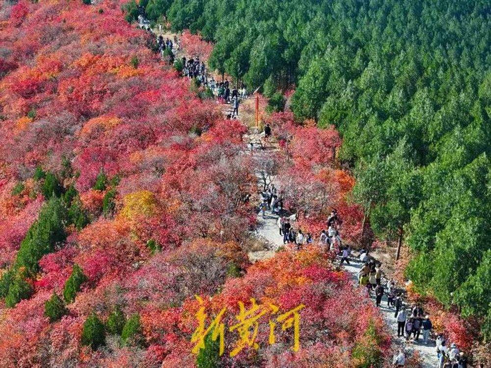 半山苍翠半山红!济南“鸳鸯火锅”惊艳上线