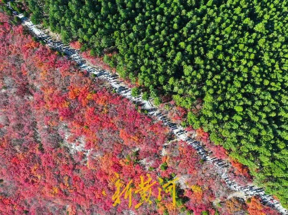 半山苍翠半山红!济南“鸳鸯火锅”惊艳上线
