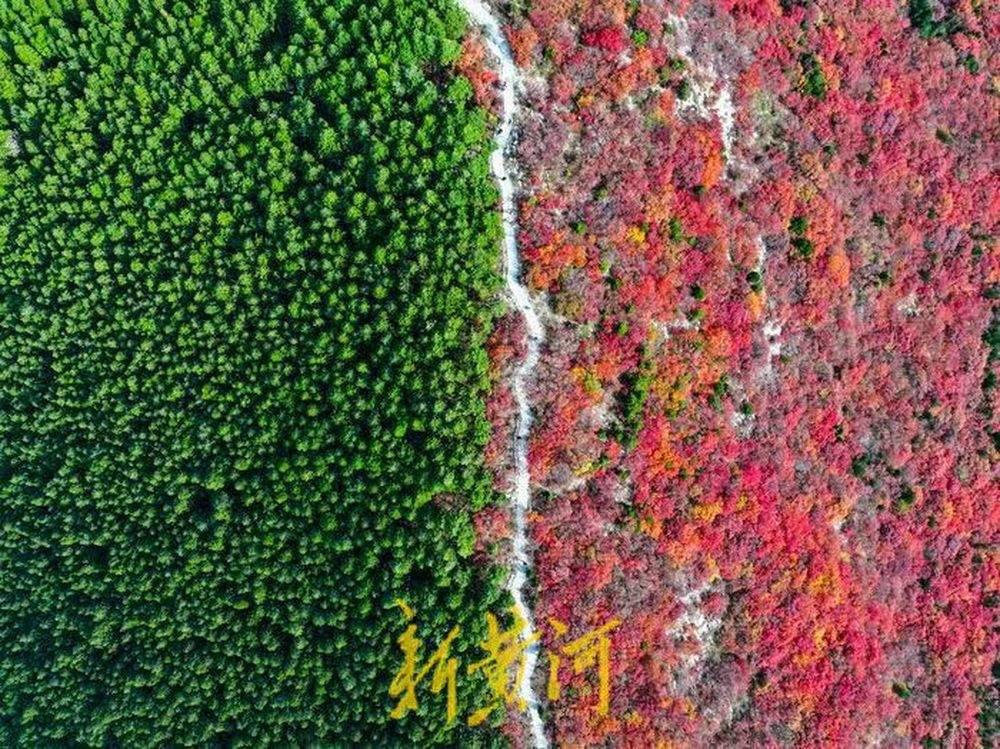 半山苍翠半山红!济南“鸳鸯火锅”惊艳上线