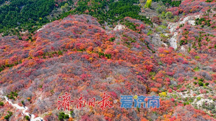 一年四季 泉在济南｜秋色染红蚰蜒山，济南市民争赴“红叶之约”