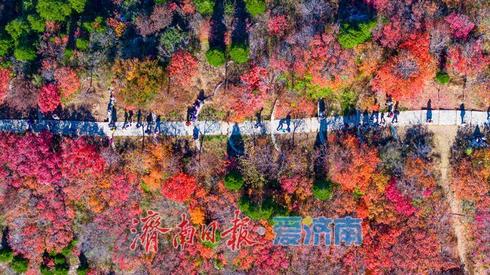 一年四季 泉在济南｜秋色染红蚰蜒山，济南市民争赴“红叶之约”