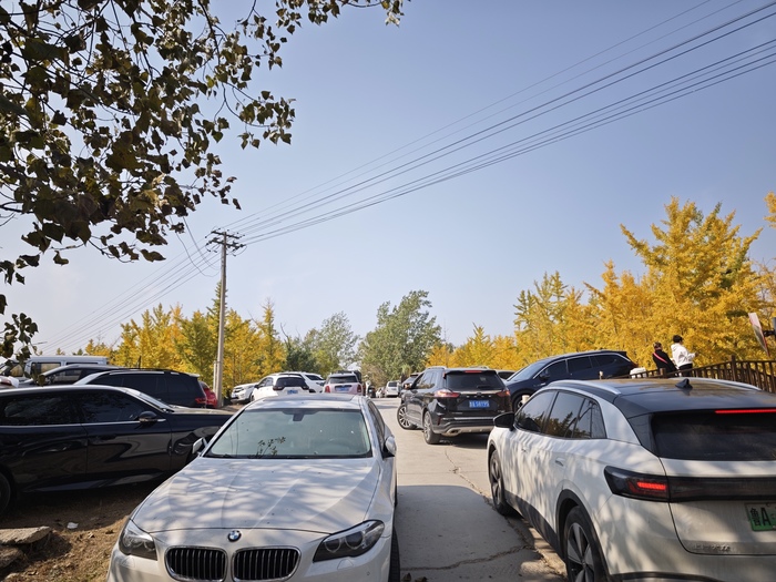 千亩银杏林附近停车成难题 回应：系因养护银杏林暂关，会尽快开放