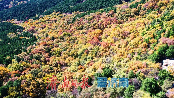层林尽染换“彩妆”！大舟山打翻秋日“调色盘”
