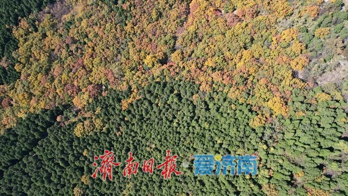 层林尽染换“彩妆”！大舟山打翻秋日“调色盘”