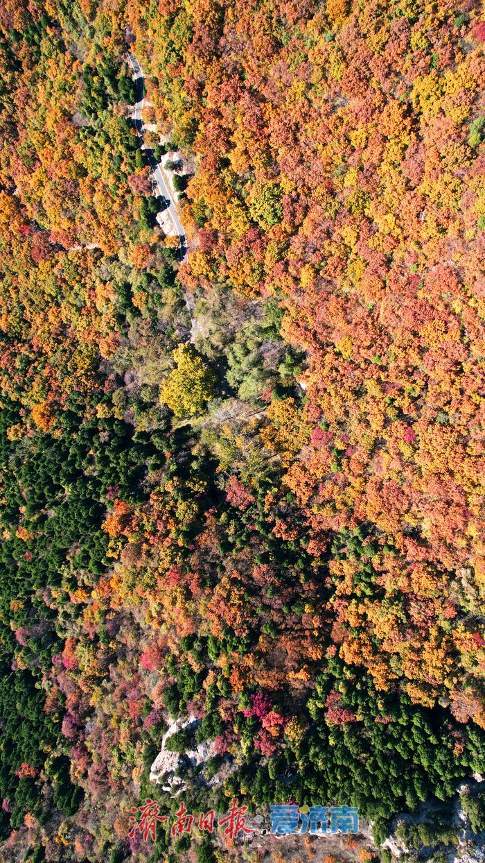 层林尽染换“彩妆”！大舟山打翻秋日“调色盘”