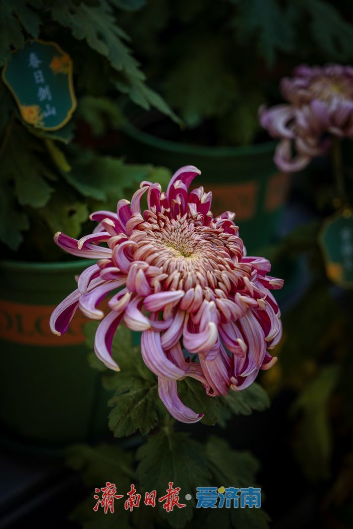 一年四季 泉在济南丨趵突泉金秋菊展盛装绽放，游客市民共赏千菊争艳