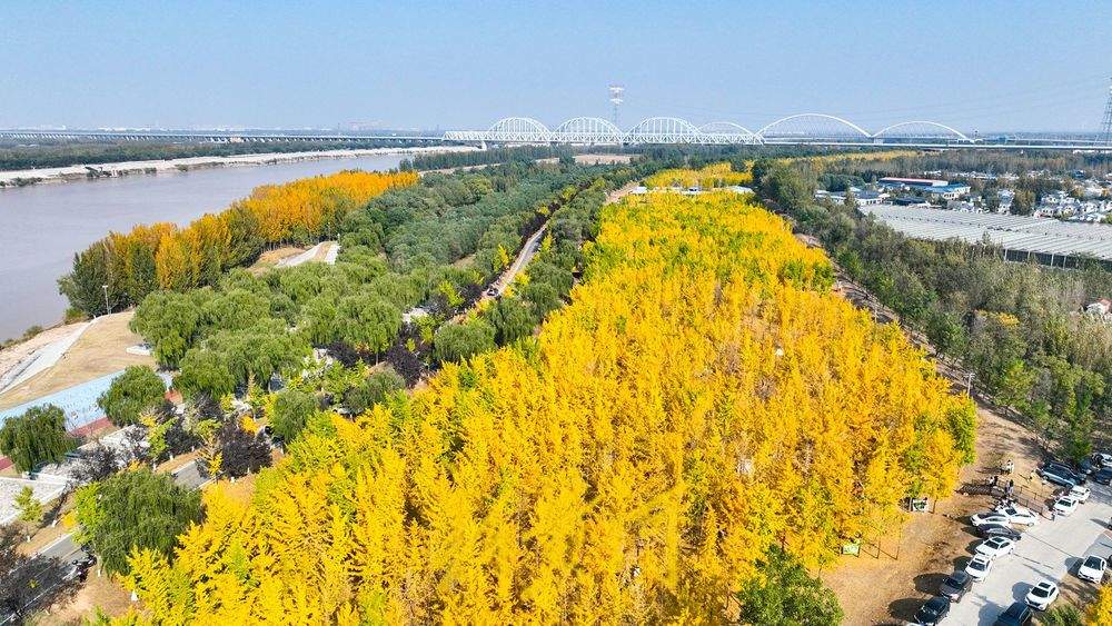 泉城气温回暖 黄河岸畔现“金色巨龙”奇观