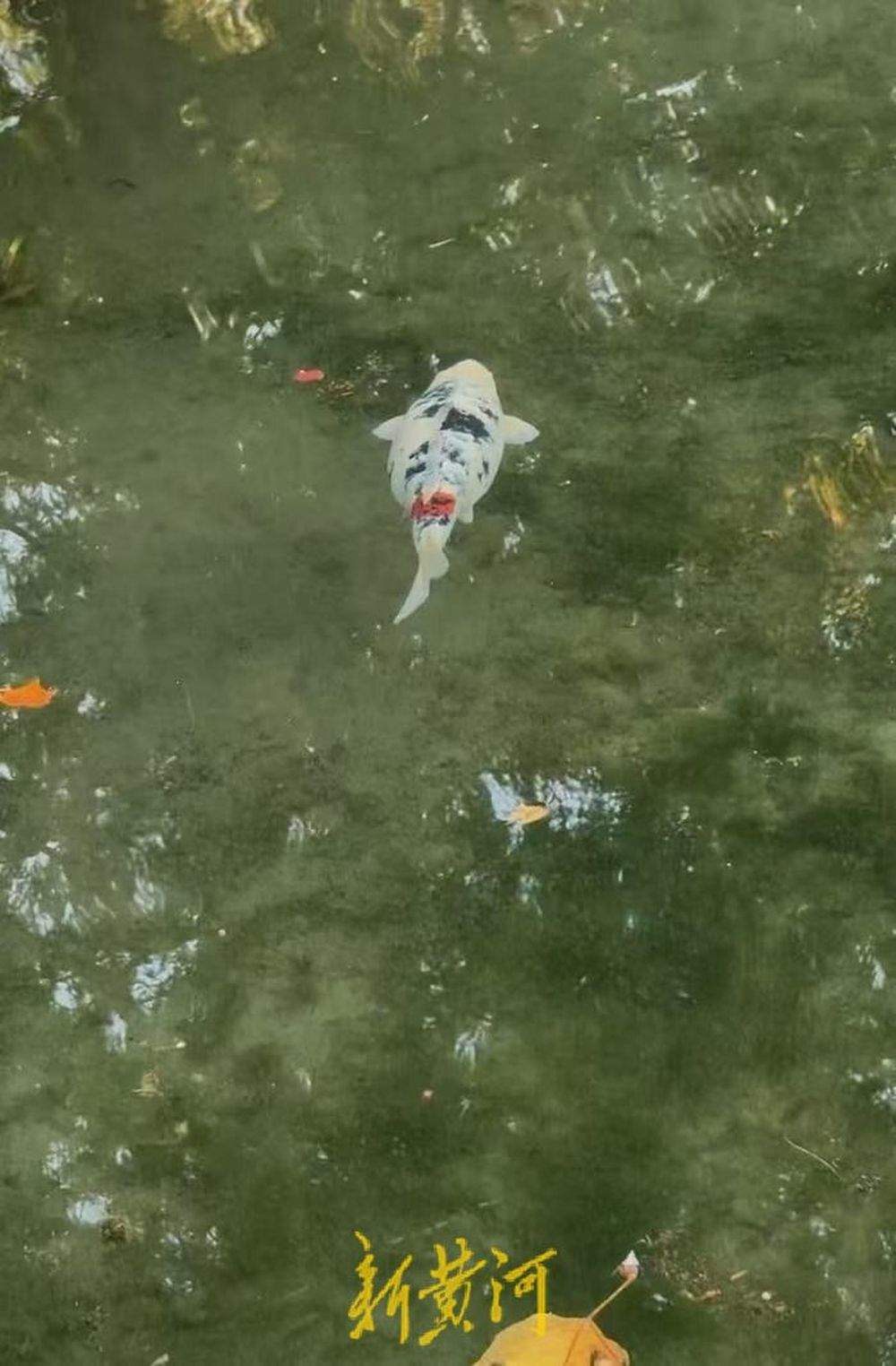 趵突泉“猪鲤”超重，景区工作人员友情提示“再喂就嘎了”