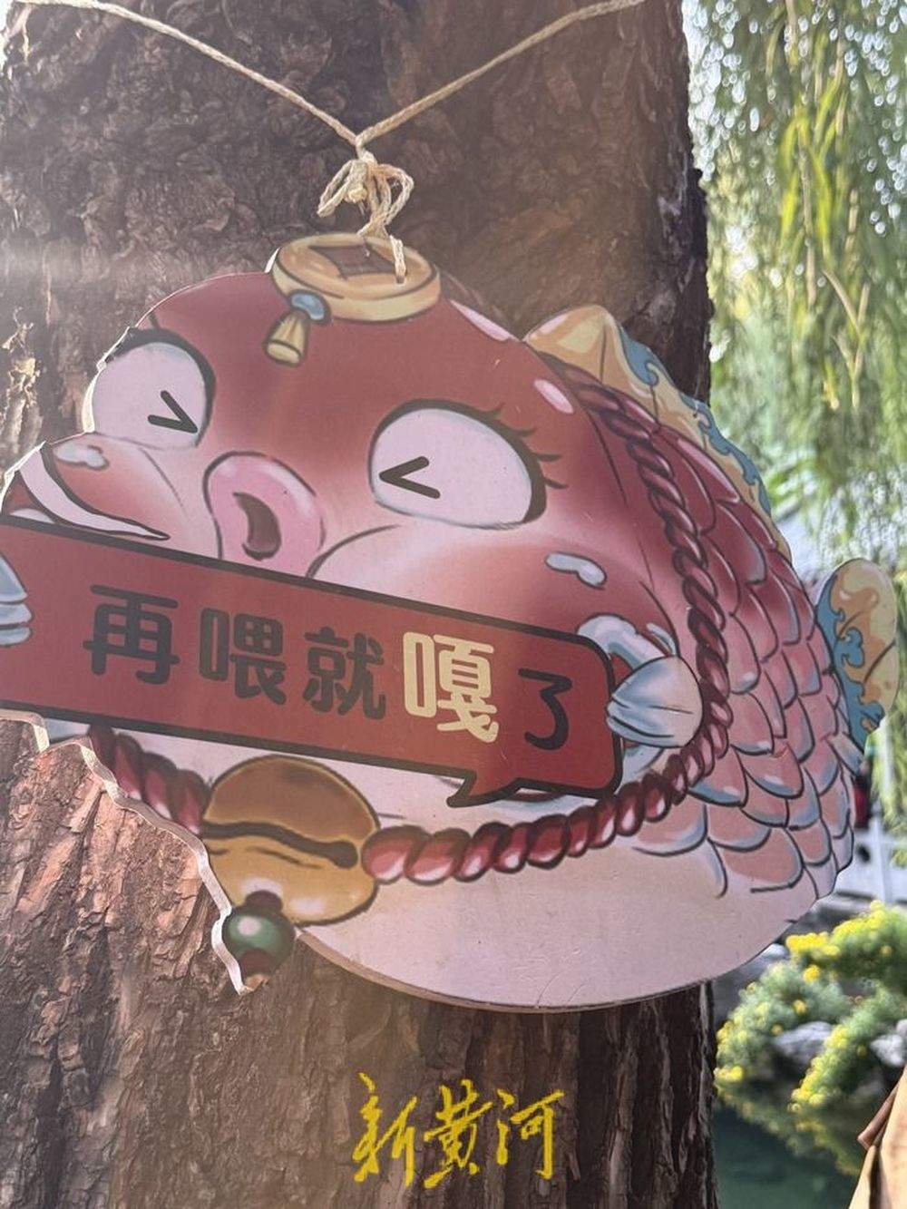 趵突泉“猪鲤”超重，景区工作人员友情提示“再喂就嘎了”