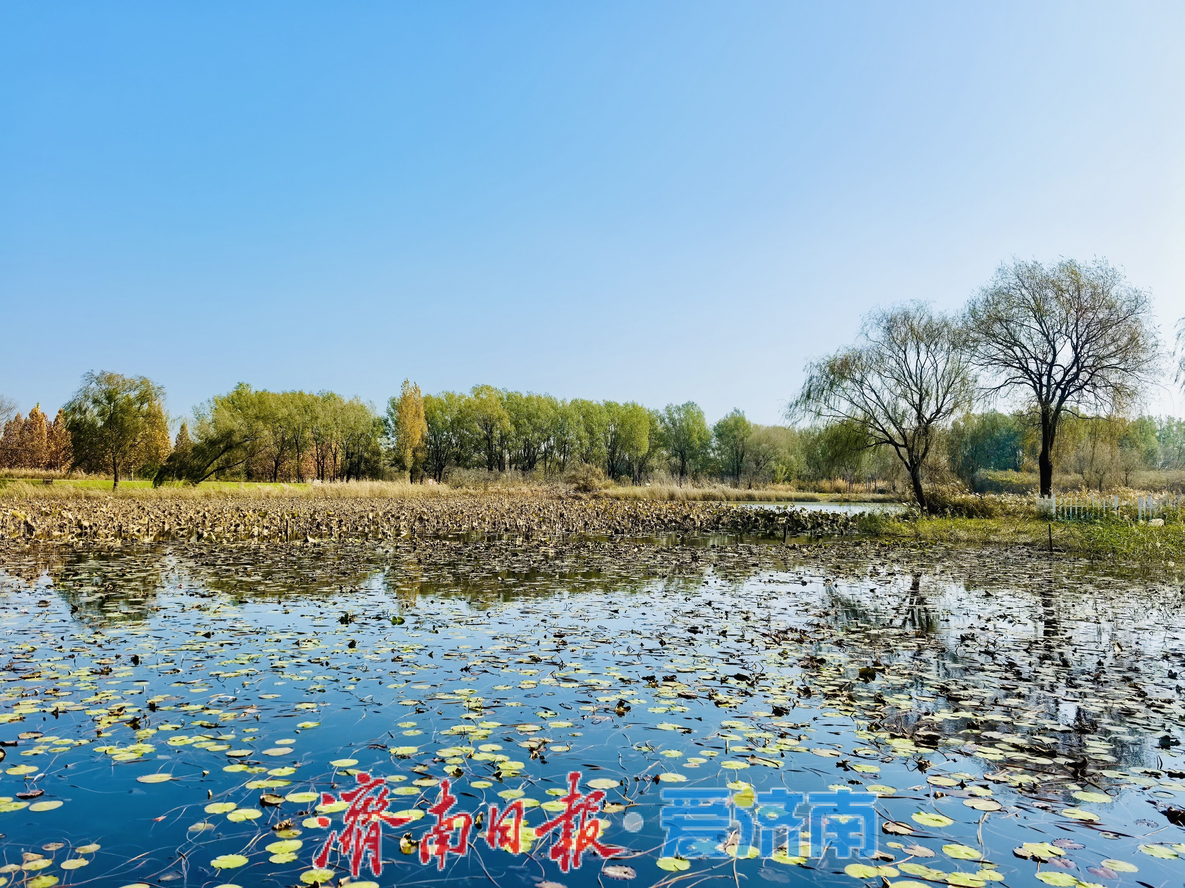 一年四季 泉在济南丨济西湿地秋意浓：水鸟翩跹戏碧波，生态画卷入眼来