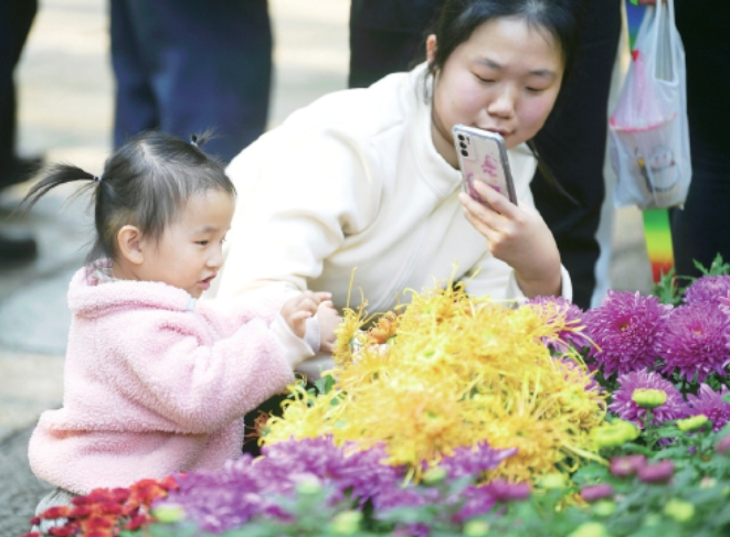 趵突泉金秋菊展迎来最佳观赏期