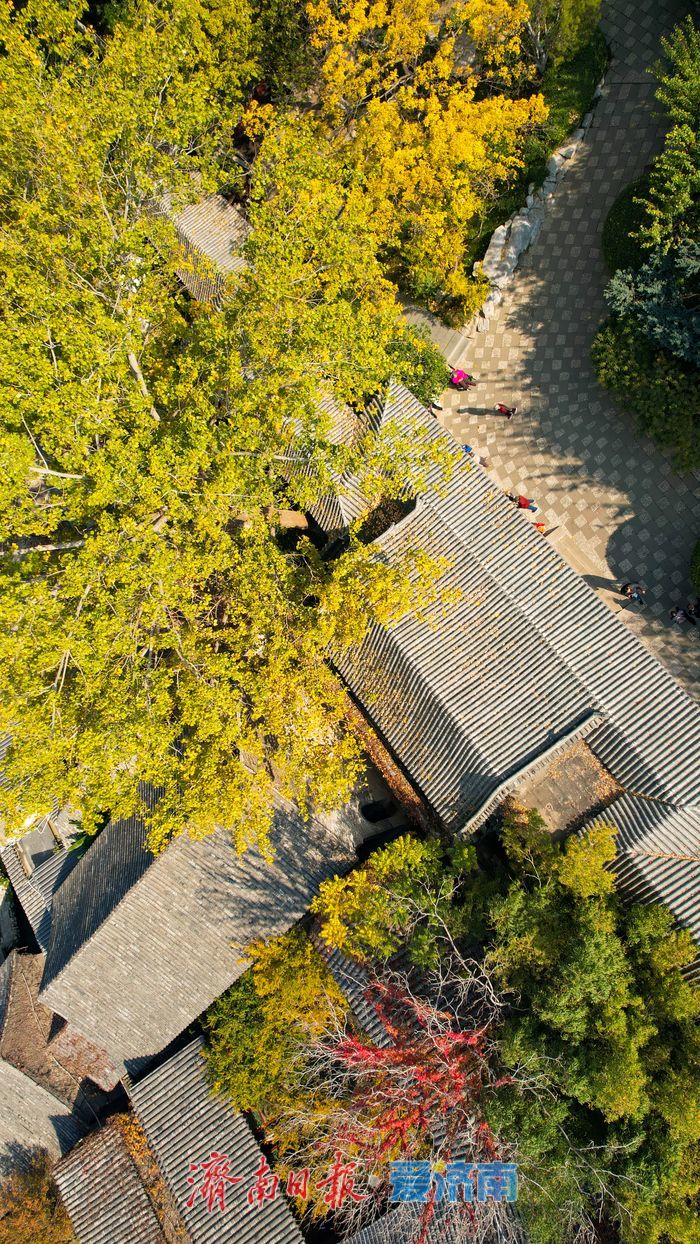 趵突泉秋景如画 泉涌叶舞醉游人