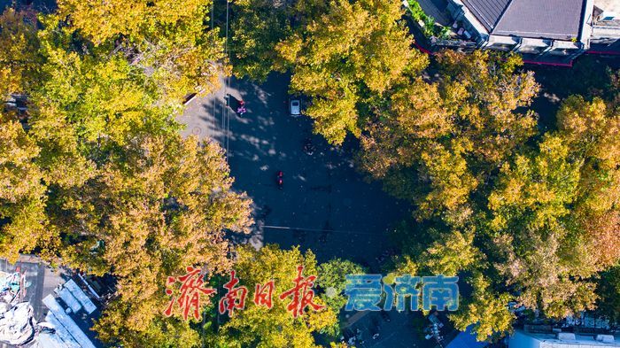 树影婆娑间,邂逅济南最温柔的秋天